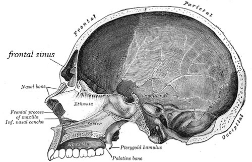grays frontal sinus